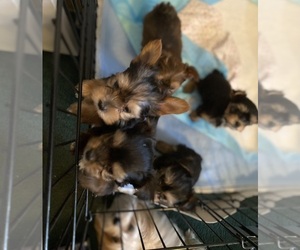 Biewer Yorkie-Shorkie Tzu Mix Puppy for sale in ZEPHYRHILLS, FL, USA