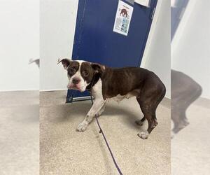 Mutt Dogs for adoption in Bakersfield, CA, USA