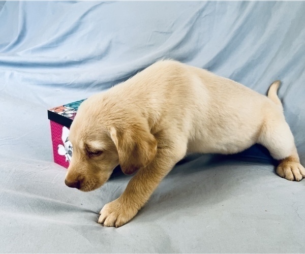 Medium Photo #3 Labrador Retriever Puppy For Sale in WILDWOOD, GA, USA