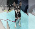 Small Siberian Husky Mix