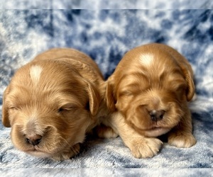 Medium Cavapoo