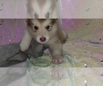 Small Photo #29 Alaskan Malamute Puppy For Sale in ERIAL, NJ, USA