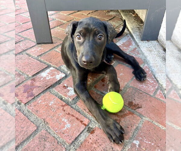 Medium Photo #5 Labrador Retriever-Unknown Mix Puppy For Sale in San Juan Capistrano, CA, USA