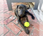 Small #4 Labrador Retriever Mix