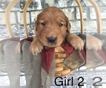 Small Photo #8 Golden Retriever Puppy For Sale in WAYNESVILLE, MO, USA