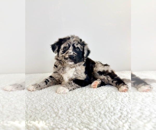 Medium Photo #5 Aussiedoodle Puppy For Sale in GREENFIELD, IN, USA