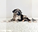 Small #4 Aussiedoodle