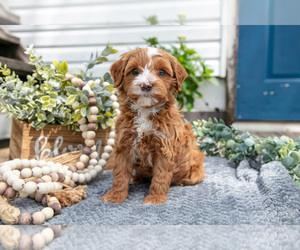Medium Goldendoodle (Miniature)