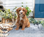 Puppy Riley Goldendoodle (Miniature)