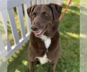 Labrador Retriever-Unknown Mix Dogs for adoption in Camarillo, CA, USA