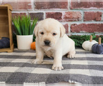 Small #2 Labrador Retriever