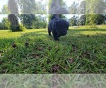 Small Photo #37 Aussiedoodle Puppy For Sale in CONWAY, SC, USA