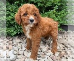 Small #1 Cavapoo (Miniature)