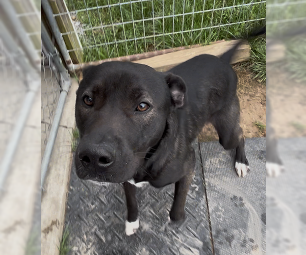 Medium Photo #4 Labrador Retriever-Mountain Cur Mix Puppy For Sale in Sistersville, WV, USA