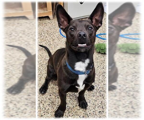 Medium Photo #1 Chihuahua-Unknown Mix Puppy For Sale in Frisco, CO, USA