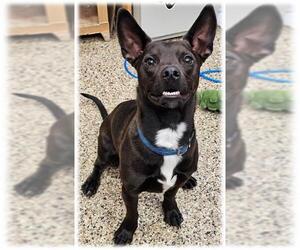 Chihuahua-Unknown Mix Dogs for adoption in Frisco, CO, USA