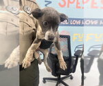 Small Labrador Retriever Mix