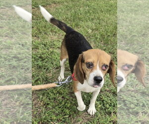 Beagle Dogs for adoption in Rustburg, VA, USA