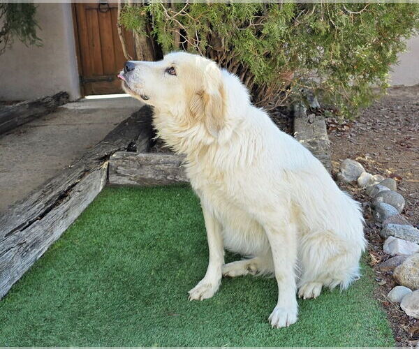 Medium Photo #4 Great Pyrenees Puppy For Sale in Albuquerque, NM, USA