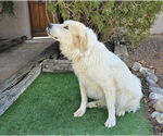 Small #3 Great Pyrenees