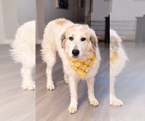 Betty - Female Great Pyrenees-Unknown Mix Dog for Adoption - Photo #3