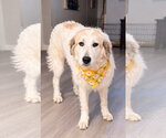 Small Photo #3 Great Pyrenees-Unknown Mix Puppy For Sale in Euless, TX, USA