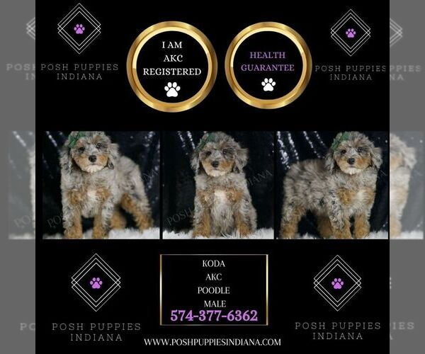 Medium Photo #2 Poodle (Toy) Puppy For Sale in WARSAW, IN, USA