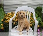 Small Photo #21 Goldendoodle Puppy For Sale in SEBRING, OH, USA