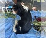 Small #5 Cavalier King Charles Spaniel