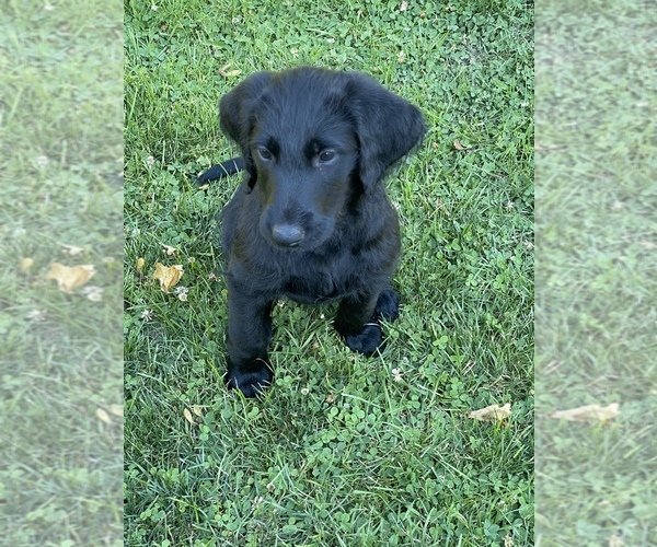 Medium Photo #2 Labradoodle Puppy For Sale in JONES, MI, USA