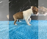 Small #7 Boston Terrier