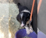Small Photo #16 Border Collie Puppy For Sale in BLANCO, TX, USA