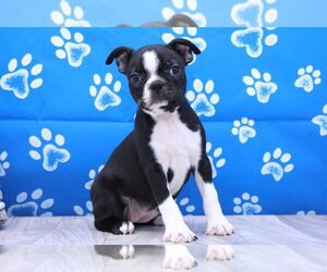 Boston Terrier Puppy for sale in MARIETTA, GA, USA