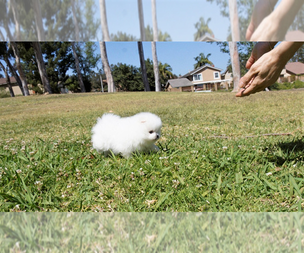 Medium Photo #2 Pomeranian Puppy For Sale in FULLERTON, CA, USA