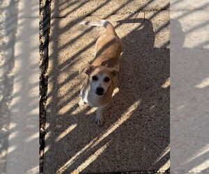 Chiweenie Dogs for adoption in Wakefield, RI, USA