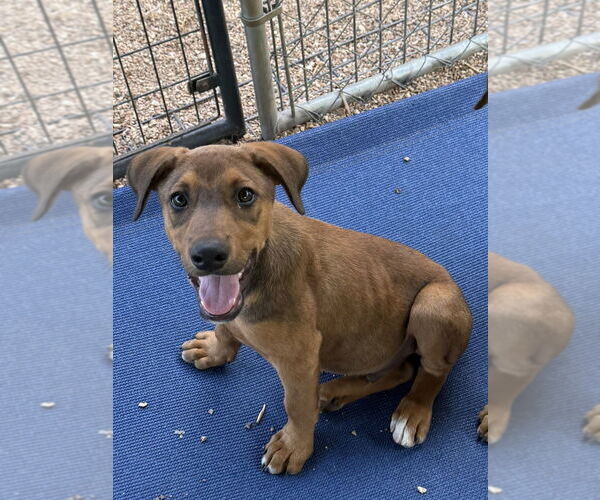 Medium Photo #2 German Shepherd Dog-Unknown Mix Puppy For Sale in Bolivar, MO, USA