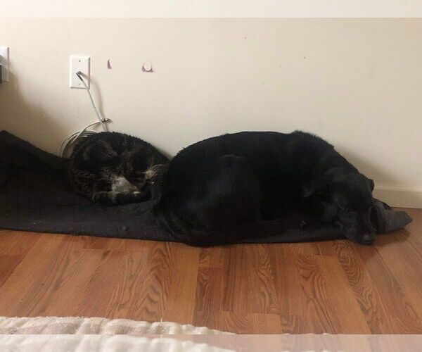 Medium Photo #5 Labrador Retriever Puppy For Sale in columbia, SC, USA