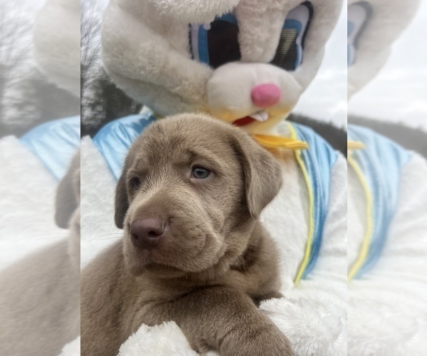 Medium Photo #6 Labrador Retriever Puppy For Sale in NEOLA, WV, USA