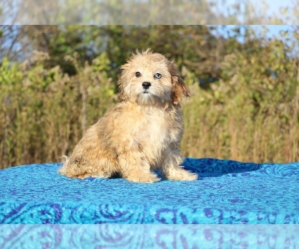 Medium Photo #11 ShihPoo Puppy For Sale in DYERSBURG, TN, USA