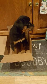 Medium Photo #9 Rottweiler Puppy For Sale in EUBANK, KY, USA