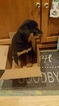 Small Photo #9 Rottweiler Puppy For Sale in EUBANK, KY, USA