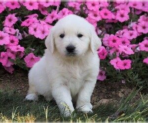 English Cream Golden Retriever Puppy for sale in FREDERICKSBG, OH, USA