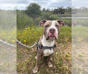 American Pit Bull Terrier Dogs for adoption in Chula Vista, CA, USA