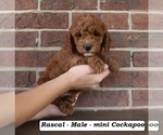 Small #4 Cockapoo (Miniature)