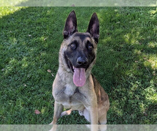 Medium Photo #1 German Shepherd Dog Puppy For Sale in San Clemente, CA, USA