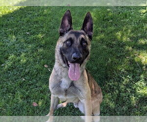 German Shepherd Dog Dogs for adoption in San Clemente, CA, USA