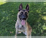 Small German Shepherd Dog