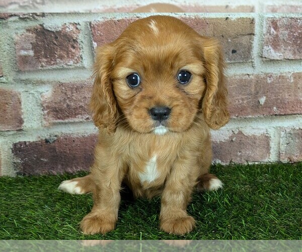 Medium Photo #2 Cavalier King Charles Spaniel Puppy For Sale in MOBERLY, MO, USA
