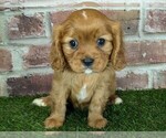 Small #1 Cavalier King Charles Spaniel