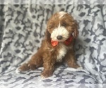 Small #1 Cavapoo